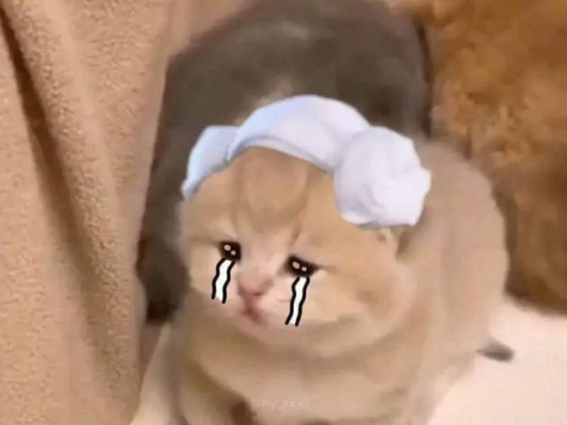 Meme cry cat mang đến những khoảnh khắc buồn cười, ngộ nghĩnh.