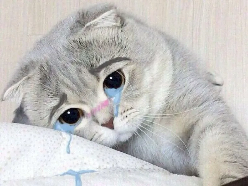 Cry meme cat mang đến những khoảnh khắc dễ thương và cảm động.