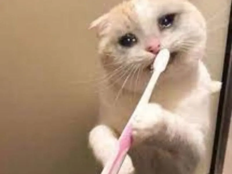 Cat cry when holding phone meme ngộ nghĩnh với mèo buồn khi nhìn điện thoại.