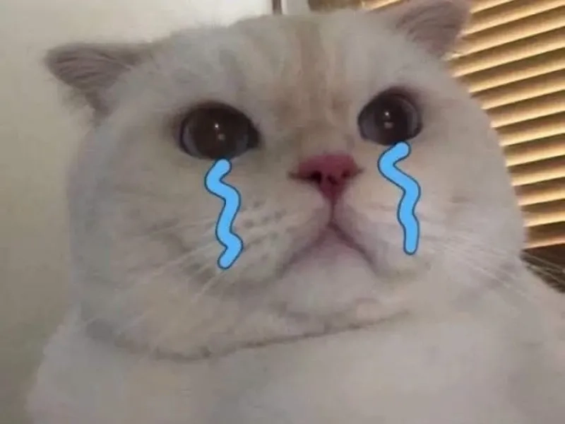 Meme mèo cry nổi bật với hình ảnh mèo buồn đầy cảm xúc.