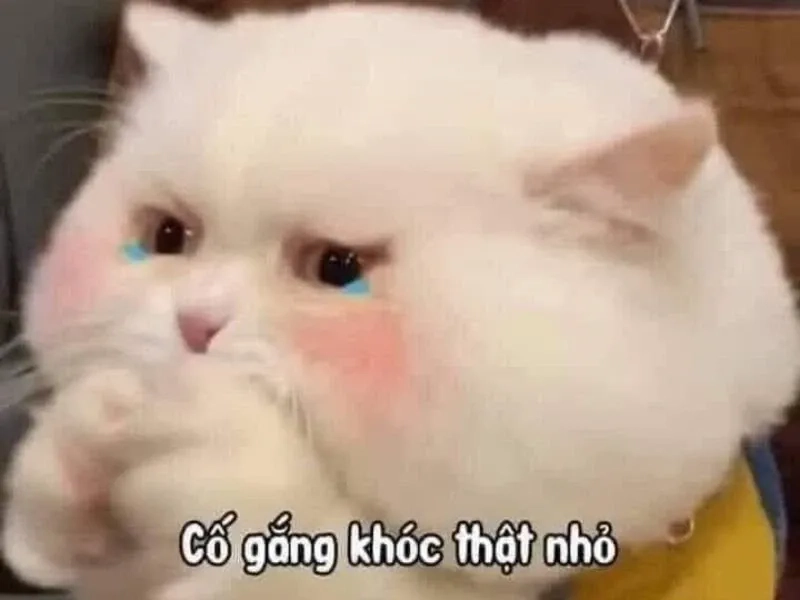 Meme smile cry thú vị khi kết hợp giữa cười và khóc trong meme.