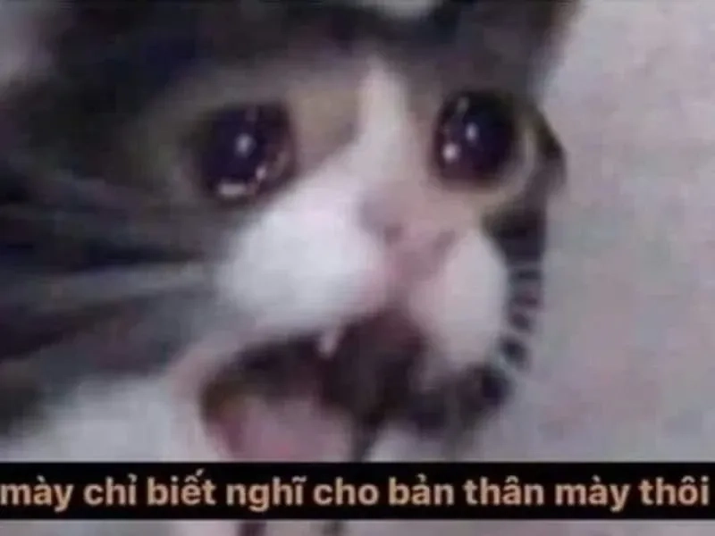 Pepe crying meme là biểu cảm đặc trưng của nhân vật Pepe trong meme.