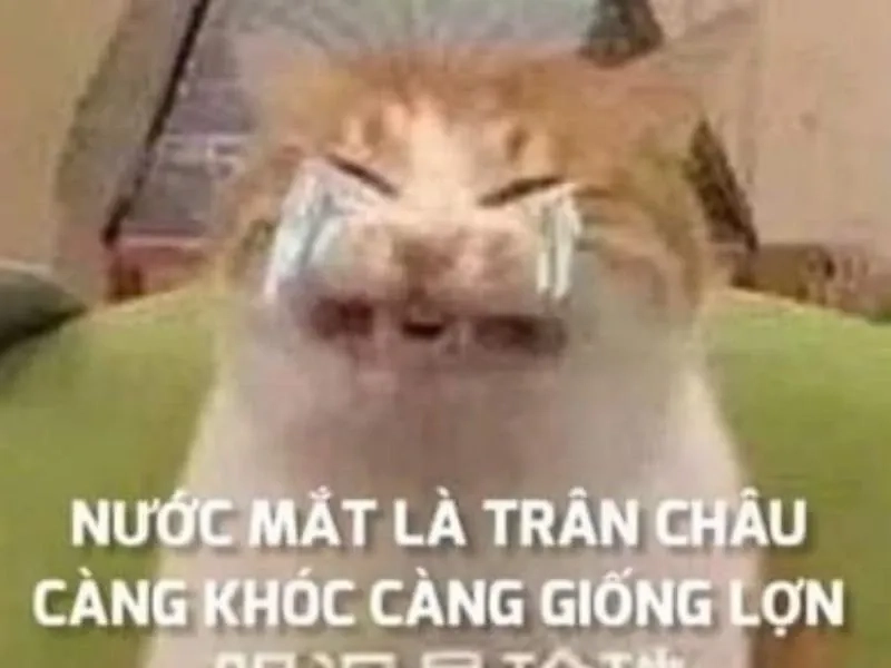 Angry crying meme thú vị khi kết hợp giữa sự giận dữ và khóc.