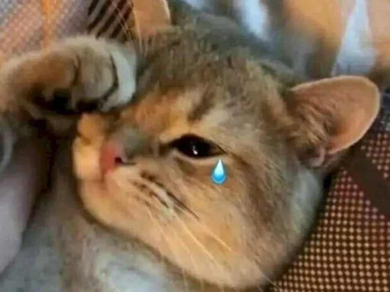 Crying girl and chad meme độc đáo với sự tương phản giữa khóc và tự tin.