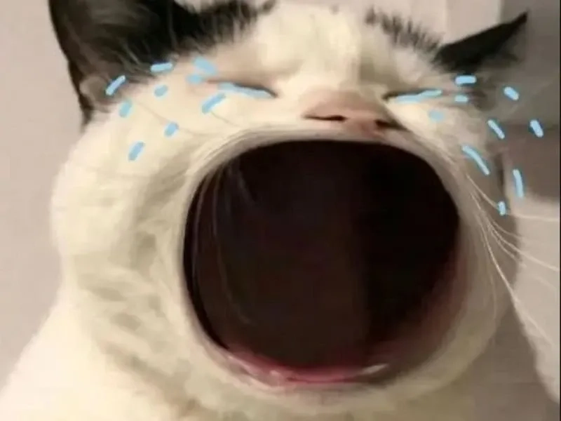 Jerry cry meme thú vị với những khoảnh khắc buồn của chú chuột Jerry.