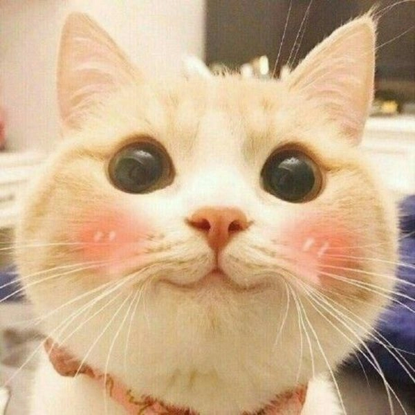 Tạo ngay avatar mèo cute meme để thể hiện sự dễ thương của bạn.