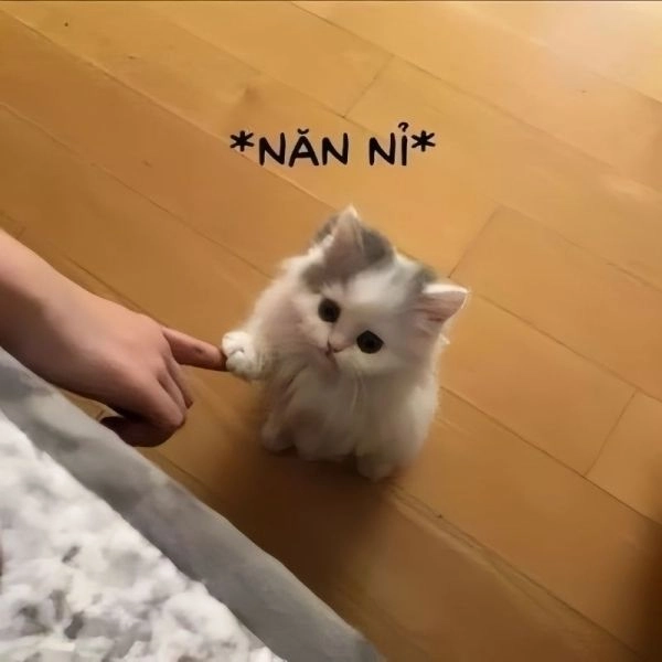 Tạo ngay meme avatar bựa cute để thêm phần hài hước và thú vị.