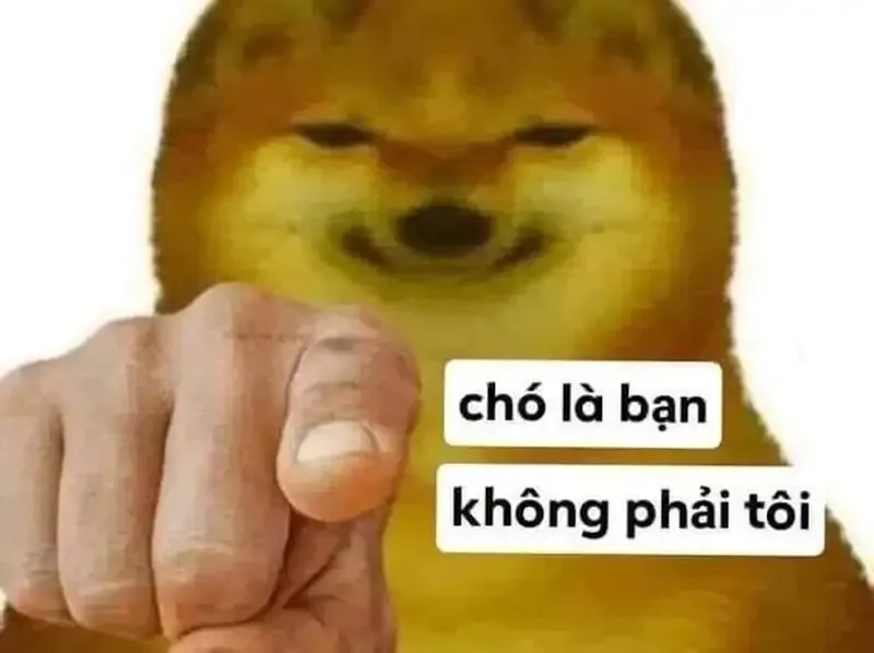 hình nền meme chó hài hước, tạo nên sự nổi bật.