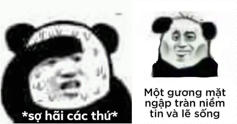 Hình meme gấu trúc là điểm nhấn hoàn hảo cho những câu chuyện vui.