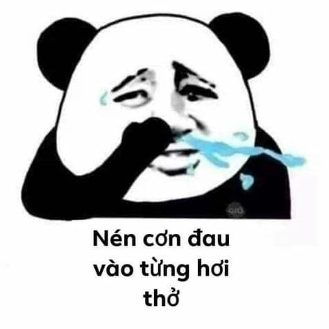 Meme gấu trúc buồn vẫn khiến người xem bật cười qua biểu cảm lạ.