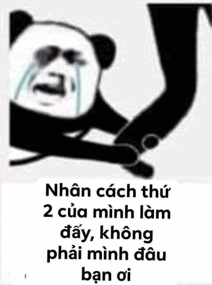 Bựa meme gấu trúc là lựa chọn hoàn hảo để khuấy động không khí.