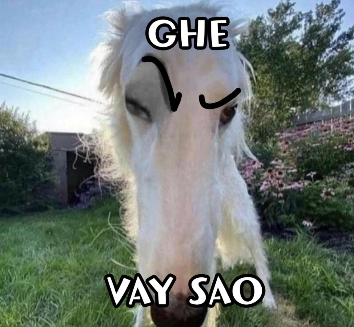 Cười thả ga với meme mèo bựa đầy hài hước và bất ngờ.