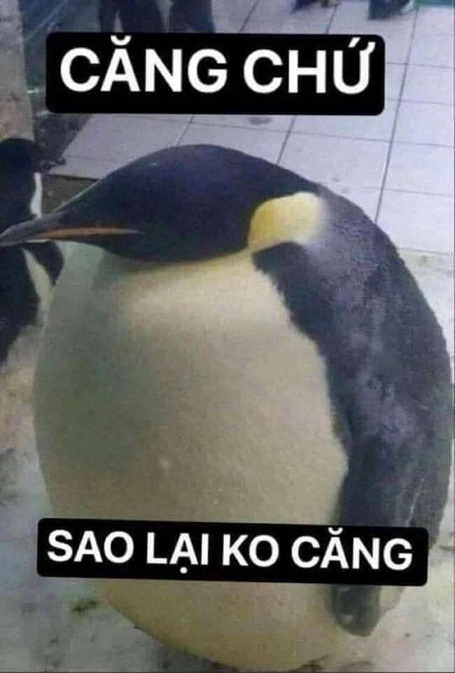 Mèo hài bựa ảnh meme luôn là lựa chọn số một khi bạn muốn giải trí.