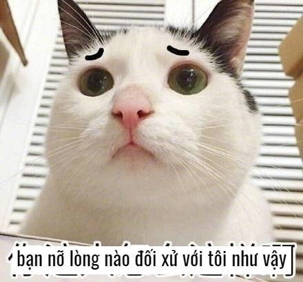 Mèo cùng những biểu cảm cực bựa, chắc chắn sẽ khiến bạn cười meme mèo bựa không ngừng.