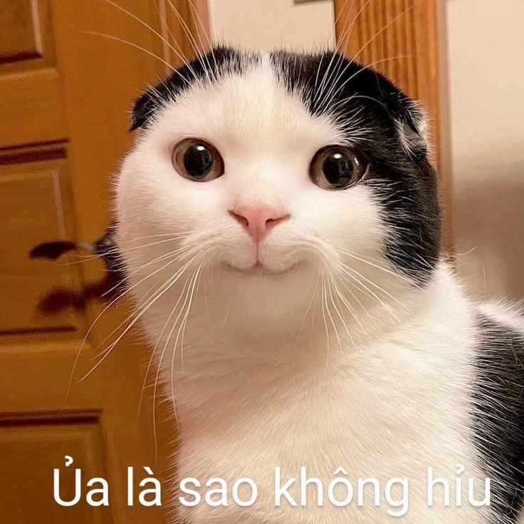 Avatar meme hài bựa luôn là sự lựa chọn thú vị để làm hình đại diện.