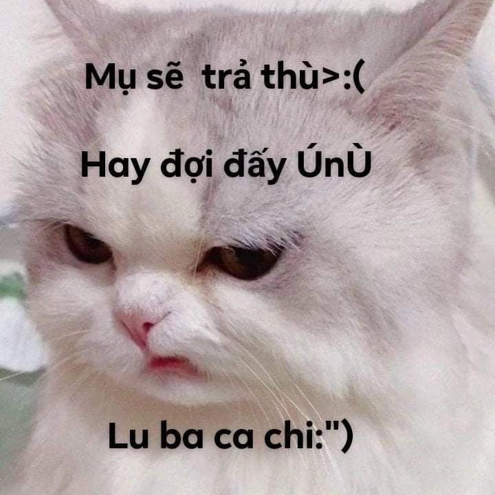 Những meme hài hước bựa này cực kỳ gây cười và rất dễ lan truyền.