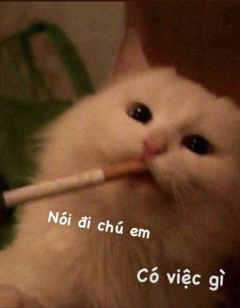 Một chút xúc động và cực kỳ meme mèo khóc bựa khiến ai cũng phải bật cười.