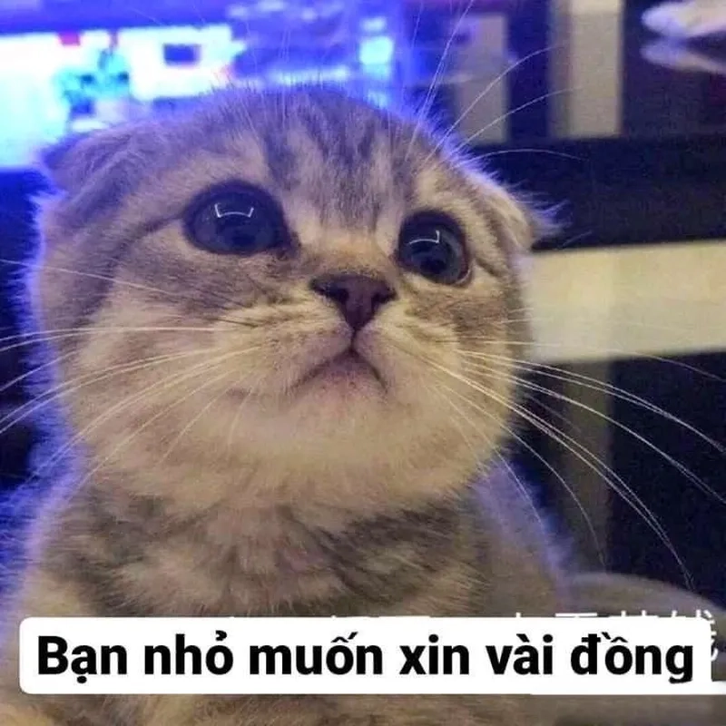 Meme đưa tiền đây làn sóng hot nhất hiện nay.