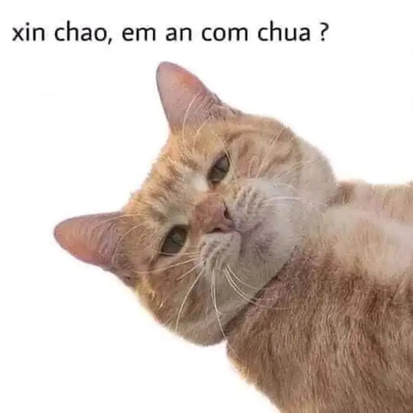 Meme mèo chào đáng yêu với biểu cảm siêu ngộ nghĩnh.