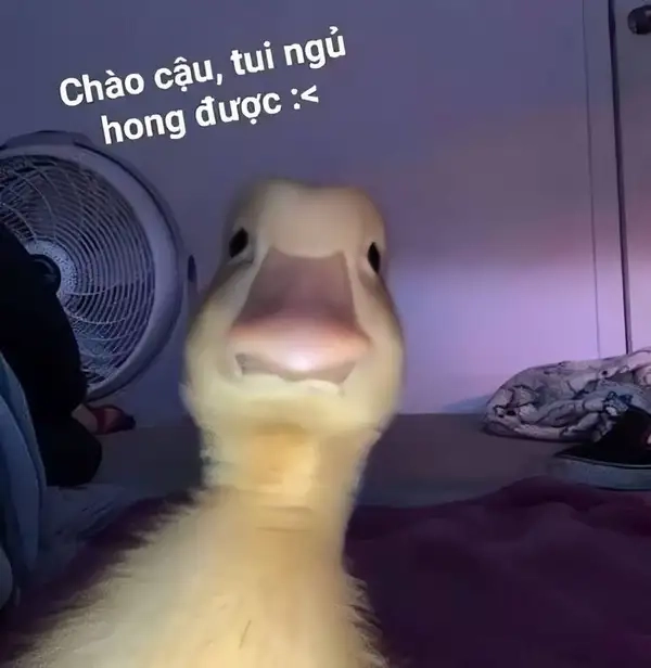 Meme chào cậu dễ thương và thân thiện trong từng biểu cảm.