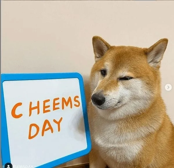 Meme dog cheems thú vị và đáng yêu trong từng khung hình.