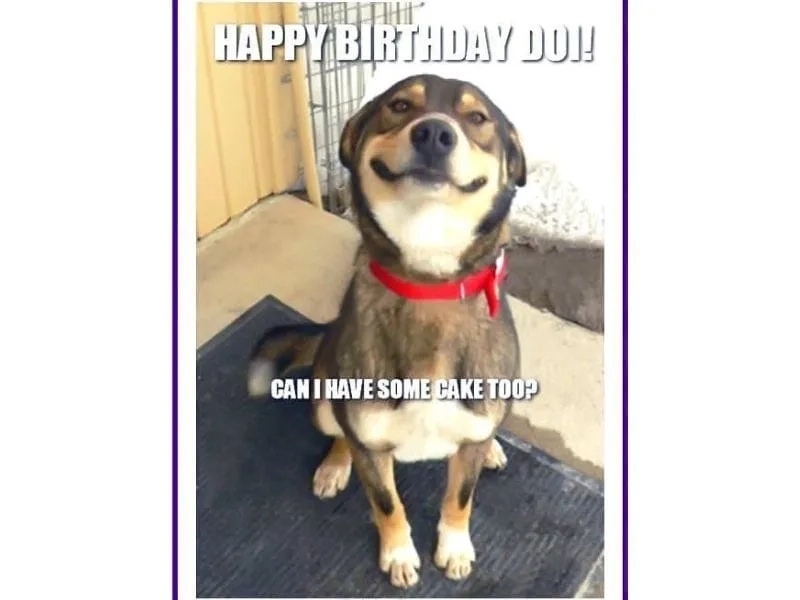 Happy birthday meme gif giúp sinh nhật thêm vui nhộn.