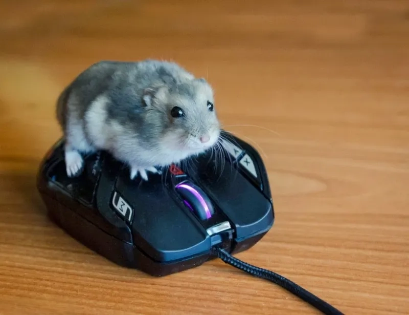 Cute hài hước meme chuột hamster sáng tạo, tạo niềm vui bất ngờ.