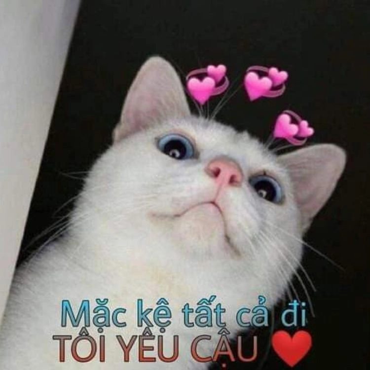 ảnh meme tỏ tình crush cực kỳ dễ thương, khiến ai cũng mỉm cười.