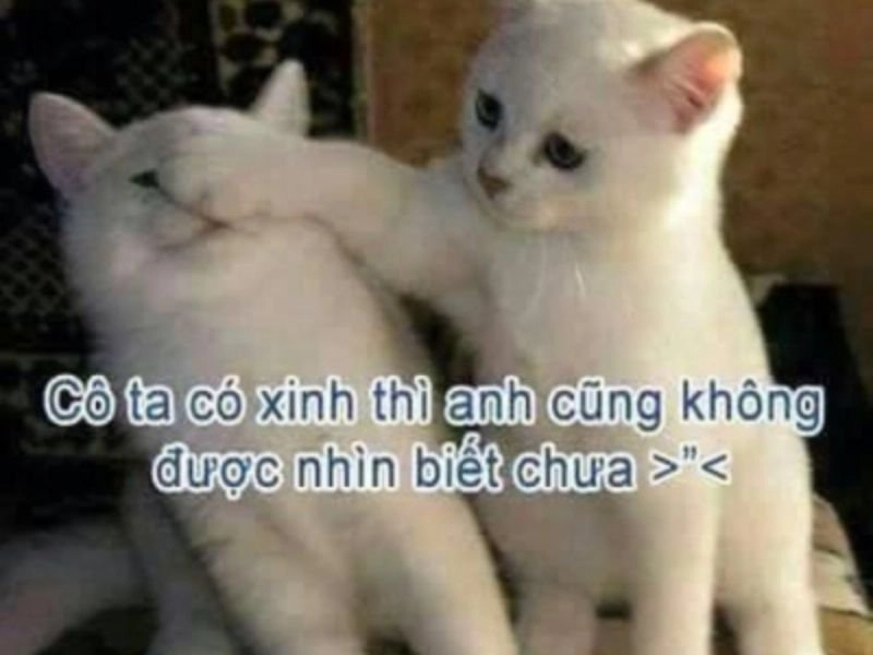 meme troll người yêu cực kỳ hài hước, khiến ai cũng phải bật cười.