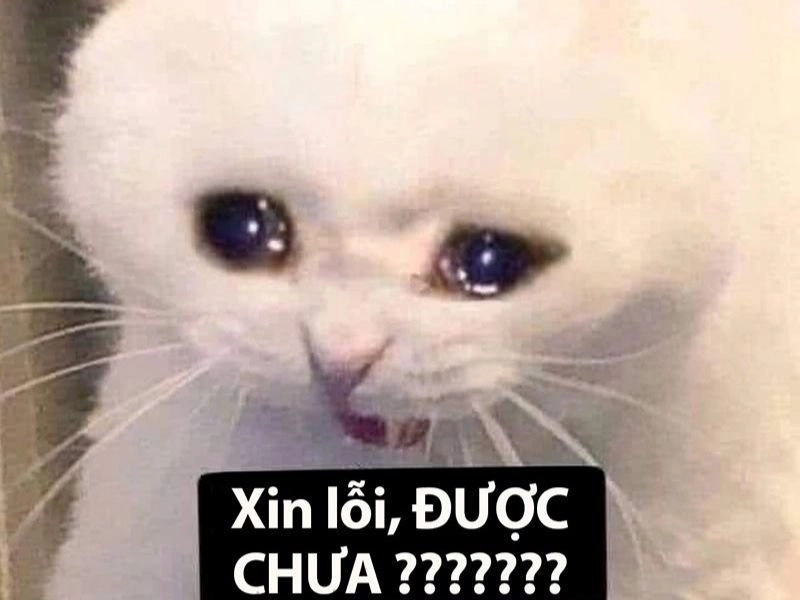 meme ngồi im tình yêu sẽ đến hài hước, khiến bạn không thể nhịn cười.