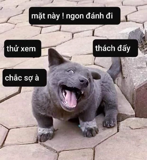 Meme đánh hội đồng này tạo ra sự thú vị và bất ngờ khiến bạn bật cười.