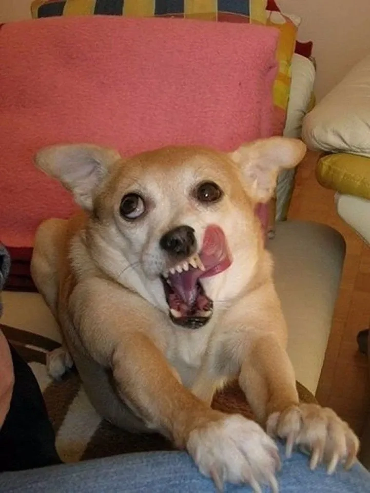 Scared dog meme khiến người xem không thể nhịn cười với sự sợ hãi ngộ nghĩnh của chú chó.