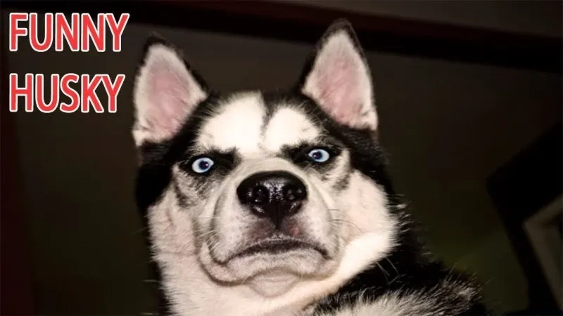 Suspicious dog meme khiến người xem bật cười với sự nghi ngờ đáng yêu của chú chó.