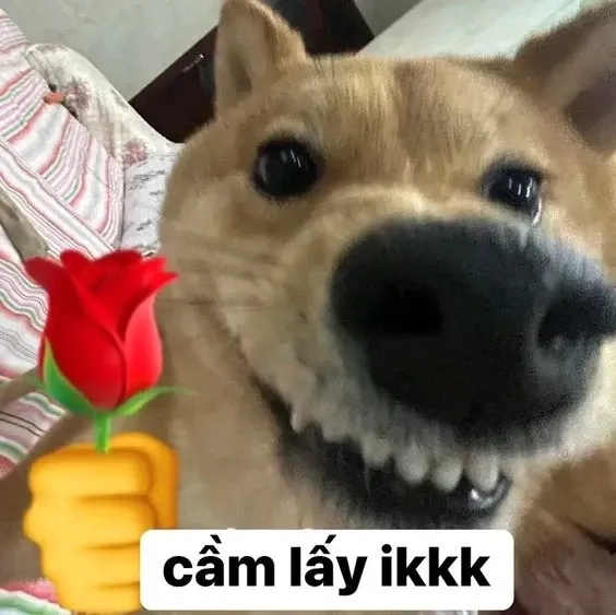 Dog cat meme là sự kết hợp hài hước giữa chó và mèo, rất thu hút người xem.