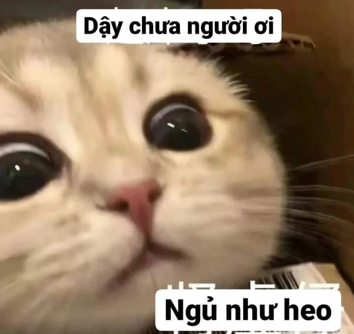 Ảnh meme mèo dỗi gây ấn tượng với biểu cảm đáng yêu khiến bạn không thể nhịn cười.