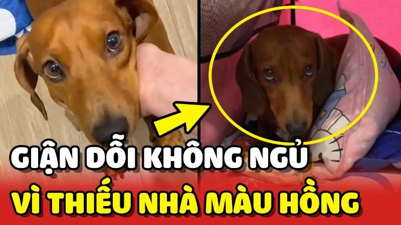 Meme mặt tức giận thể hiện sự tức giận nhưng cũng không thiếu phần dễ thương.