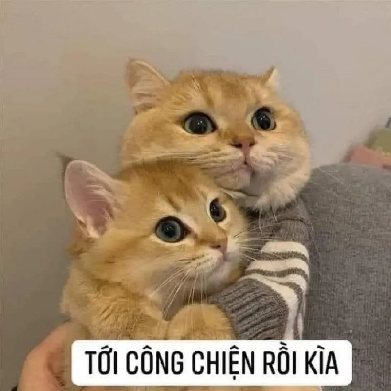 Haha gayyyy meme sáng tạo, làm nổi bật phong cách hài hước.