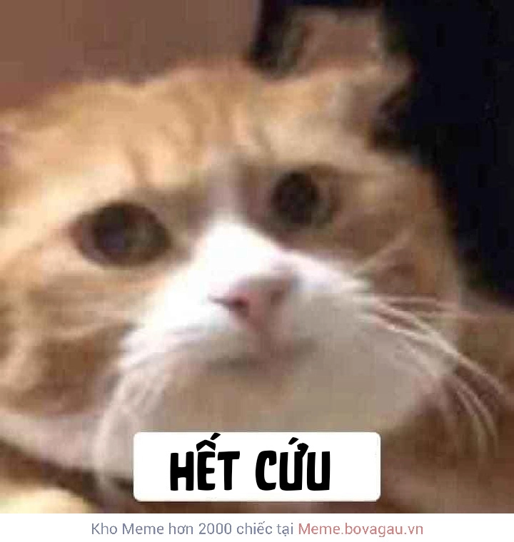 Biểu cảm khó đỡ qua cứu tôi meme, cực kỳ hài hước.