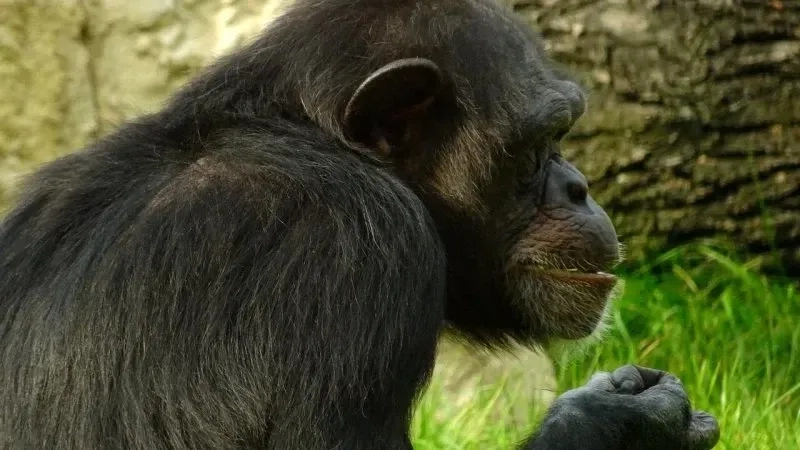 Monkey looking away meme hài hước, đầy tình huống bất ngờ.