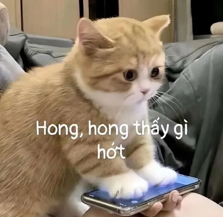 Đừng bỏ lỡ vô tri meme mèo khóc cute với sự ngộ nghĩnh.