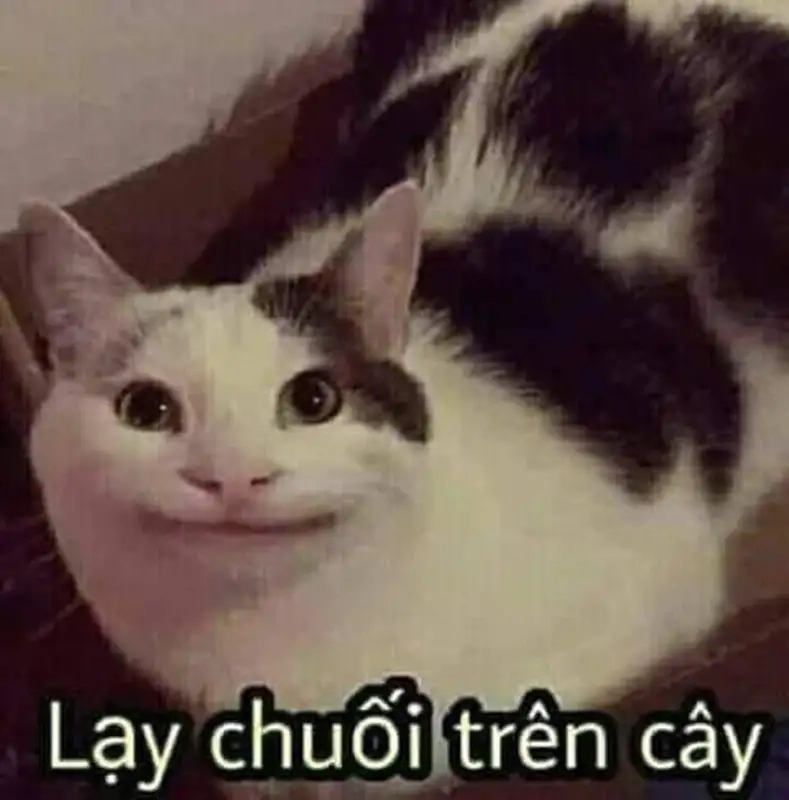 Meme chấp tay lạy này rất dễ thương và cực kỳ đáng yêu.