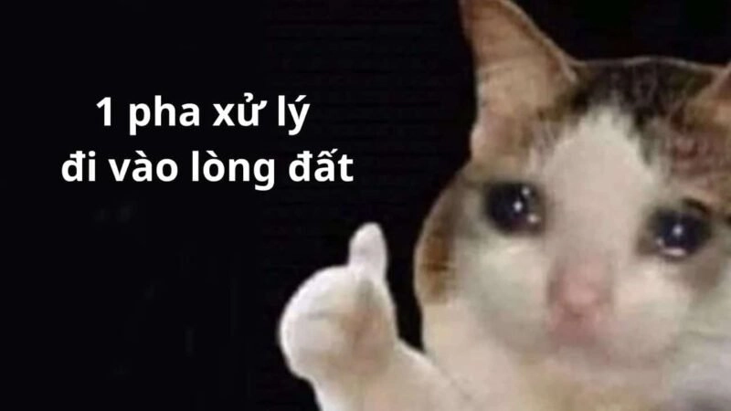 Cat like meme cực kỳ dễ thương, những chú mèo này không thể thiếu một dấu like.