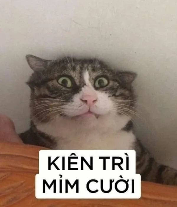 Cười thả ga với cười meme mèo bựa, không thể bỏ qua.