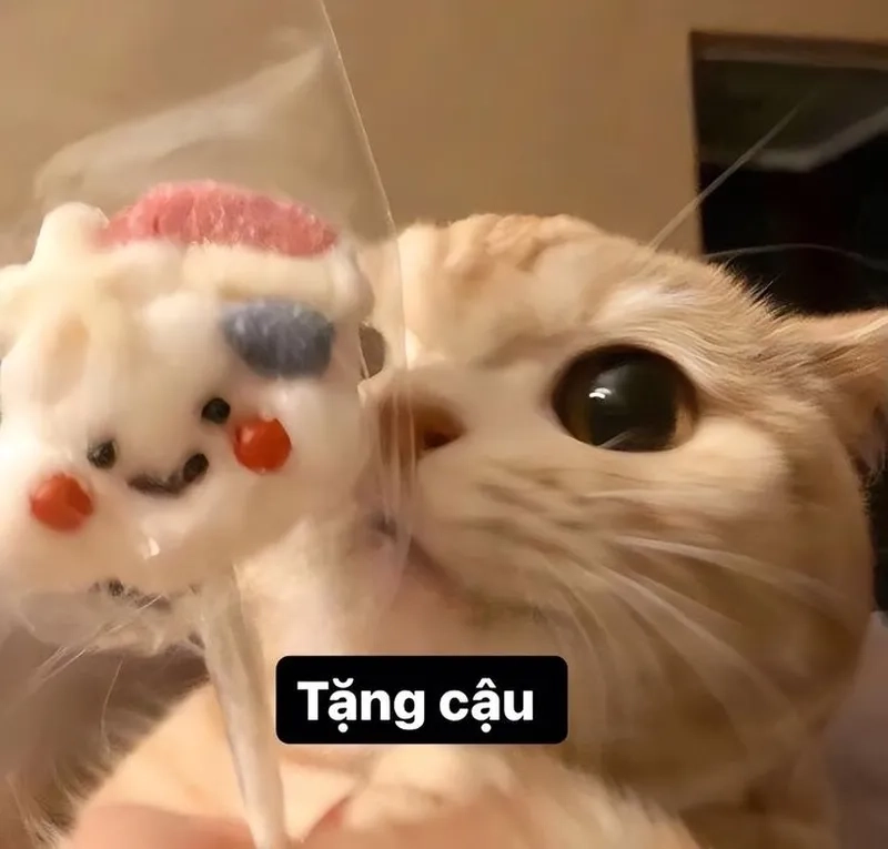 Hình ảnh mèo cute meme tặng hoa này chắc chắn sẽ khiến bạn không thể cưỡng lại sự dễ thương.