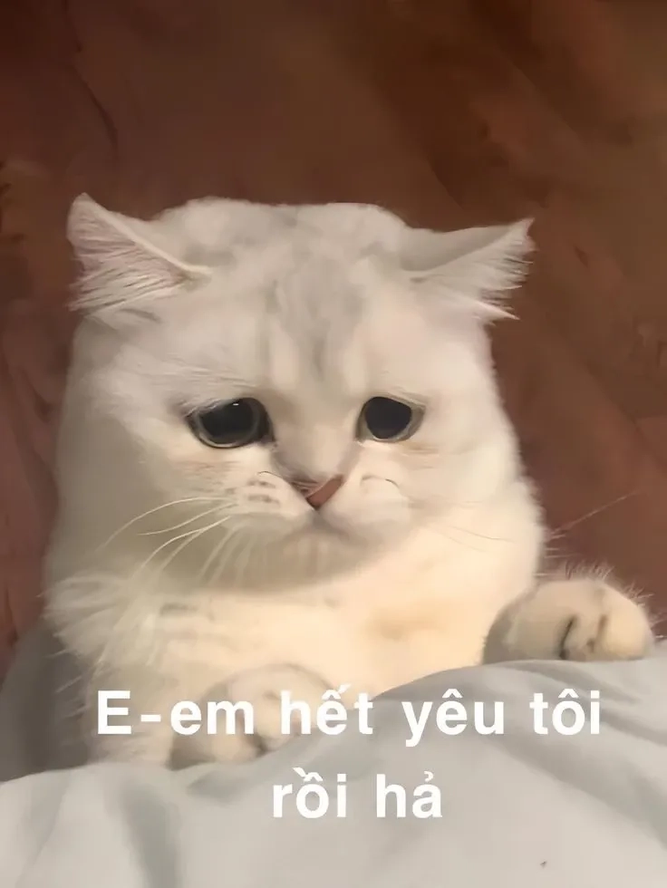 Meme gấu trúc xin lỗi dễ thương, làm tan chảy mọi trái tim.