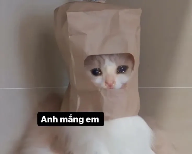 Khoanh tay meme mèo xin lỗi siêu cute, làm tan chảy mọi trái tim.