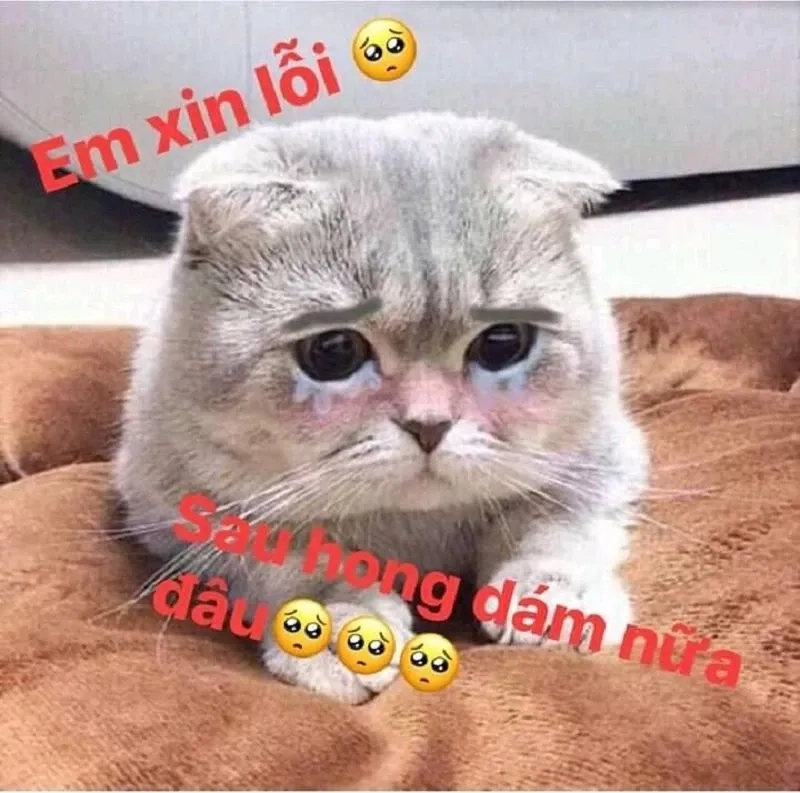 Mèo xin lỗi meme dễ thương, gây sốt cộng đồng mạng.