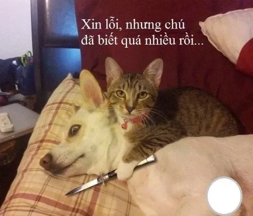 Meme xin lỗi mèo độc lạ, ai cũng phải thích thú.