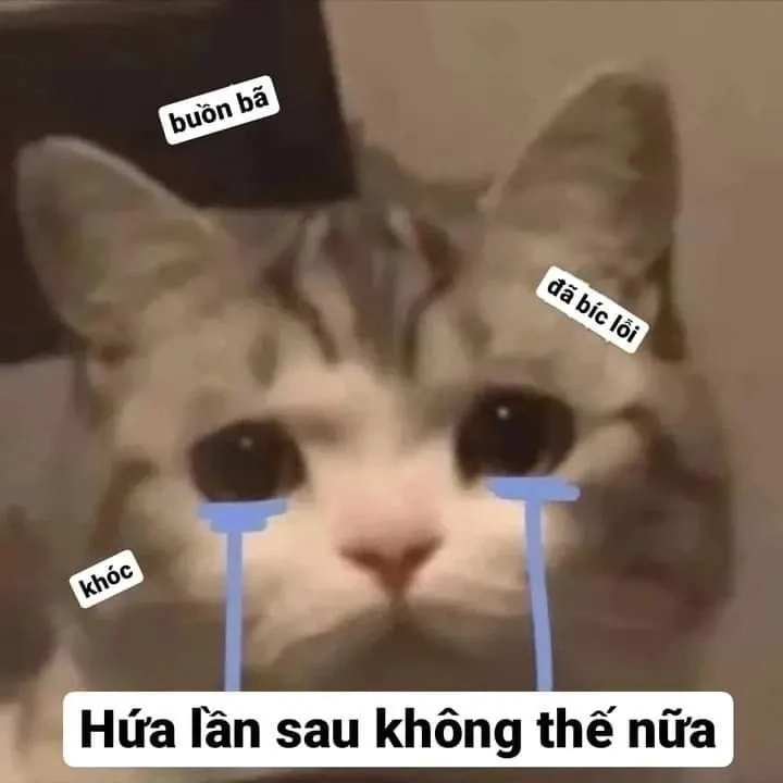 Ảnh xin lỗi meme sáng tạo, làm nổi bật cảm xúc hài hước.