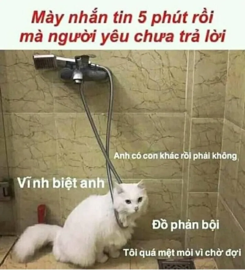 Ảnh mèo meme xin lỗi ngộ nghĩnh làm ai cũng bật cười.